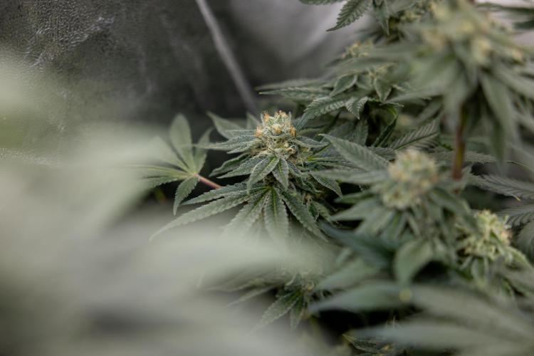 Nectar Drip #3 - Zamnesia x Tical x B&B. Week 10 - Nectar Drip #3 - Mainlining no LST - Almost Ready