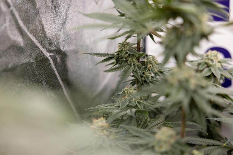 Nectar Drip #3 - Zamnesia x Tical x B&B. Week 10 - Nectar Drip #3 - Mainlining no LST - Almost Ready