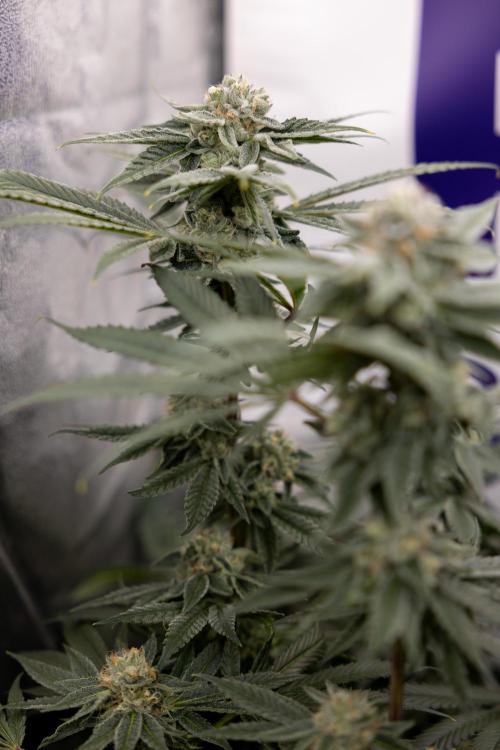 Nectar Drip #3 - Zamnesia x Tical x B&B. Week 10 - Nectar Drip #3 - Mainlining no LST - Almost Ready