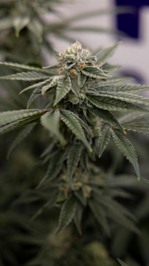 Nectar Drip #3 - Zamnesia x Tical x B&B. Week 10 - Nectar Drip #3 - Mainlining no LST - Almost Ready