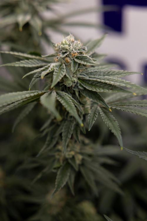 Nectar Drip #3 - Zamnesia x Tical x B&B. Week 10 - Nectar Drip #3 - Mainlining no LST - Almost Ready