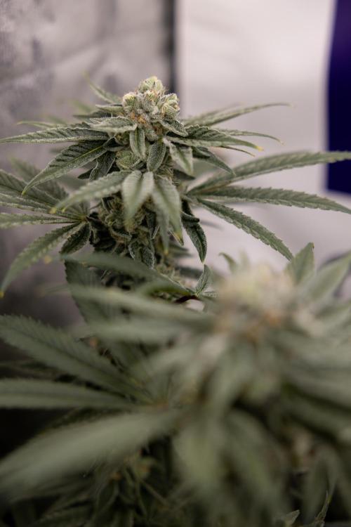 Nectar Drip #3 - Zamnesia x Tical x B&B. Week 10 - Nectar Drip #3 - Mainlining no LST - Almost Ready