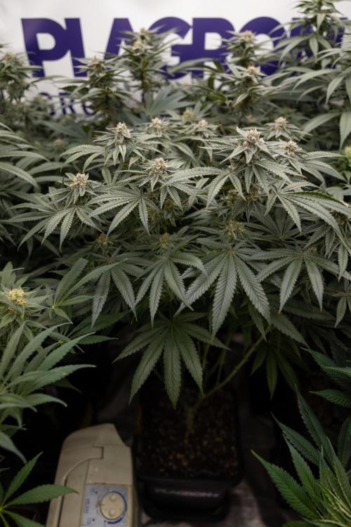 Nectar Drip #2 - Zamnesia x Tical x B&B. Week 11 - Nectar Drip #2 - Mainfolding - Almost Ready