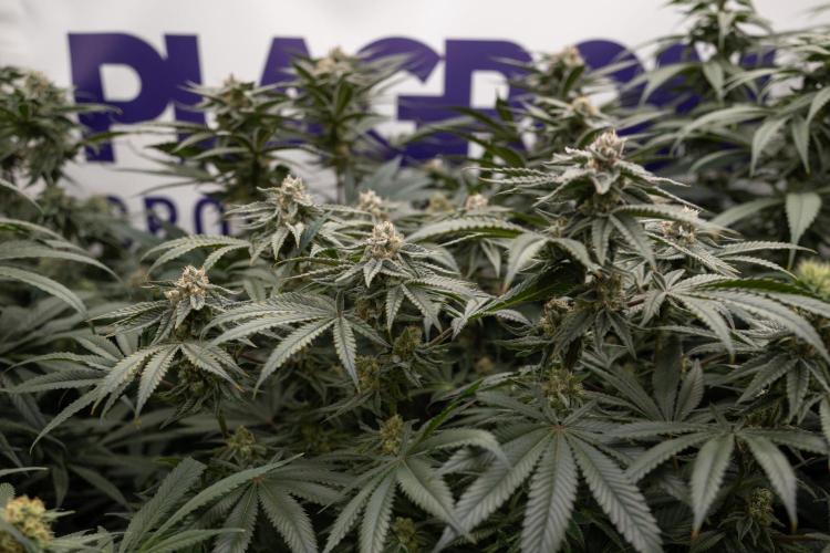 Nectar Drip #2 - Zamnesia x Tical x B&B. Week 11 - Nectar Drip #2 - Mainfolding - Almost Ready