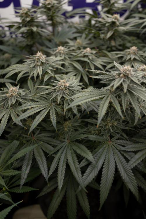 Nectar Drip #2 - Zamnesia x Tical x B&B. Week 11 - Nectar Drip #2 - Mainfolding - Almost Ready