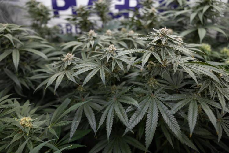 Nectar Drip #2 - Zamnesia x Tical x B&B. Week 11 - Nectar Drip #2 - Mainfolding - Almost Ready