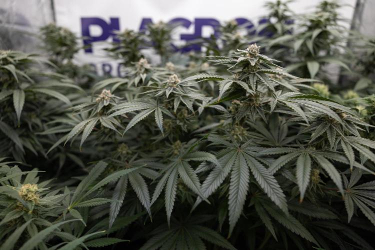 Nectar Drip #2 - Zamnesia x Tical x B&B. Week 11 - Nectar Drip #2 - Mainfolding - Almost Ready