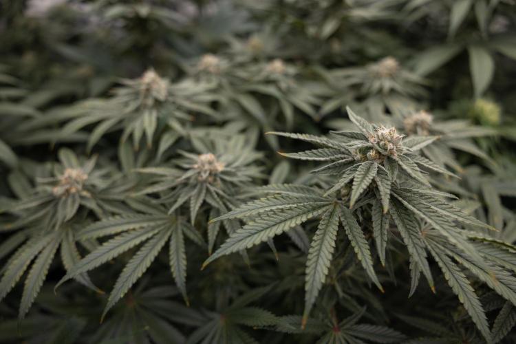 Nectar Drip #2 - Zamnesia x Tical x B&B. Week 11 - Nectar Drip #2 - Mainfolding - Almost Ready