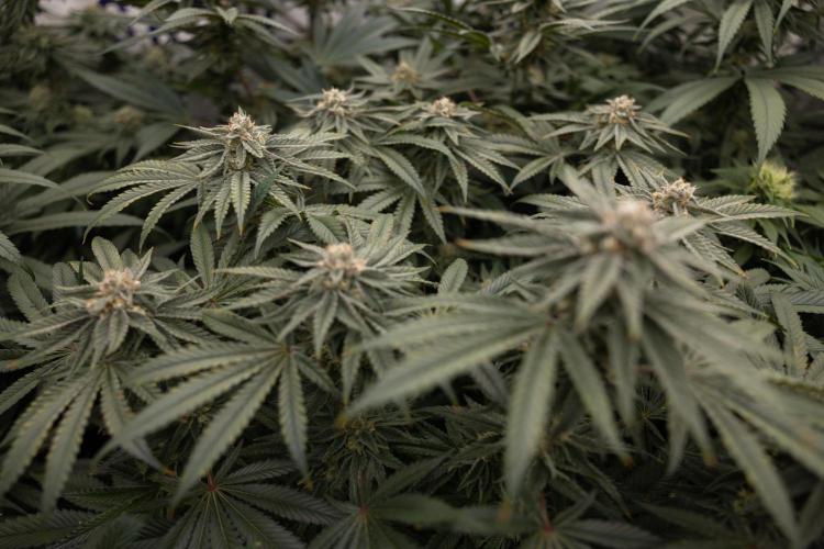 Nectar Drip #2 - Zamnesia x Tical x B&B. Week 11 - Nectar Drip #2 - Mainfolding - Almost Ready