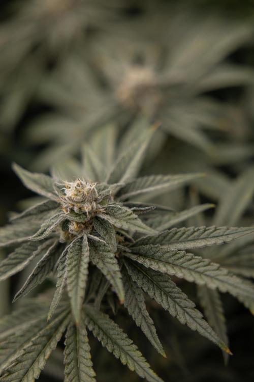 Nectar Drip #2 - Zamnesia x Tical x B&B. Week 11 - Nectar Drip #2 - Mainfolding - Almost Ready