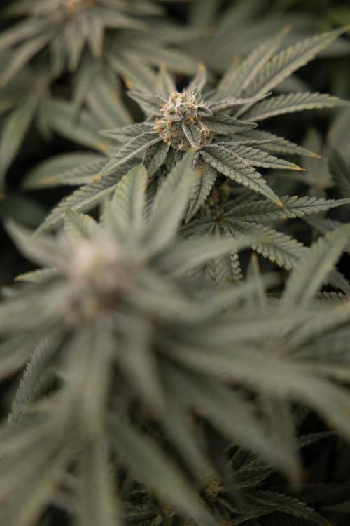 Nectar Drip #2 - Zamnesia x Tical x B&B. Week 11 - Nectar Drip #2 - Mainfolding - Almost Ready