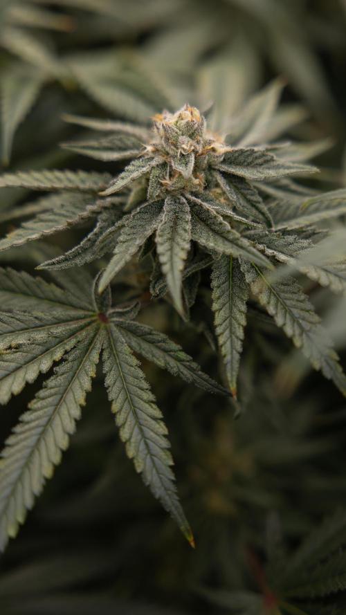 Nectar Drip #2 - Zamnesia x Tical x B&B. Week 11 - Nectar Drip #2 - Mainfolding - Almost Ready