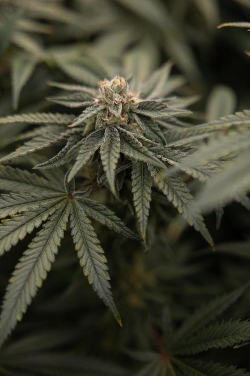 Nectar Drip #2 - Zamnesia x Tical x B&B. Week 11 - Nectar Drip #2 - Mainfolding - Almost Ready