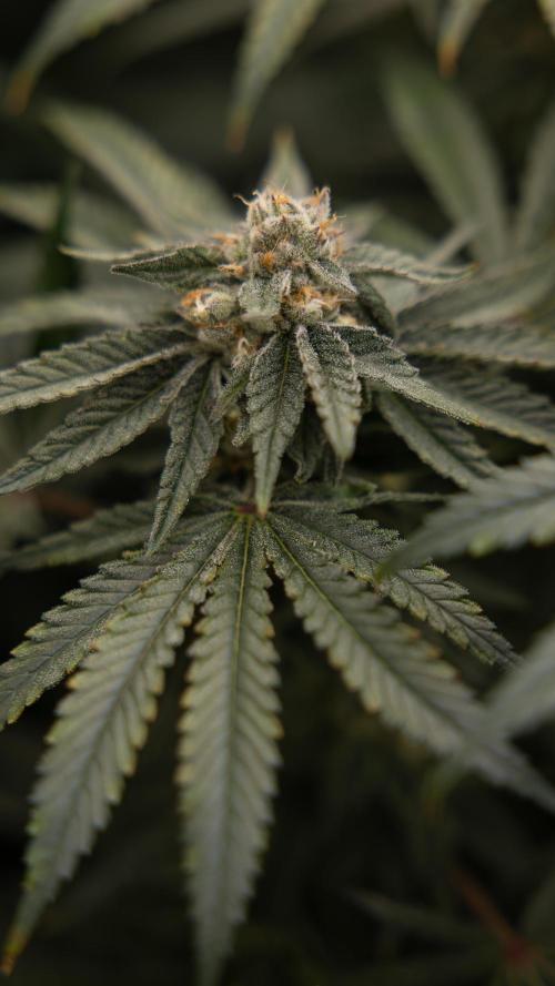 Nectar Drip #2 - Zamnesia x Tical x B&B. Week 11 - Nectar Drip #2 - Mainfolding - Almost Ready