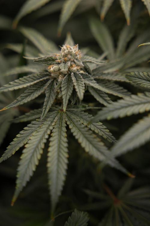 Nectar Drip #2 - Zamnesia x Tical x B&B. Week 11 - Nectar Drip #2 - Mainfolding - Almost Ready