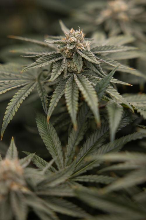 Nectar Drip #2 - Zamnesia x Tical x B&B. Week 11 - Nectar Drip #2 - Mainfolding - Almost Ready