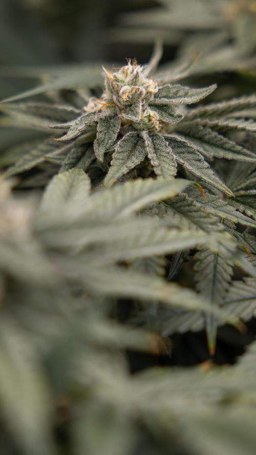 Nectar Drip #2 - Zamnesia x Tical x B&B. Week 11 - Nectar Drip #2 - Mainfolding - Almost Ready