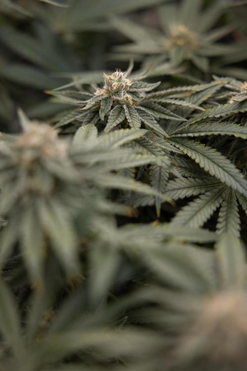 Nectar Drip #2 - Zamnesia x Tical x B&B. Week 11 - Nectar Drip #2 - Mainfolding - Almost Ready