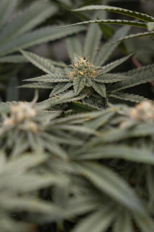 Nectar Drip #2 - Zamnesia x Tical x B&B. Week 11 - Nectar Drip #2 - Mainfolding - Almost Ready