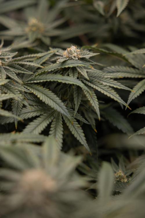 Nectar Drip #2 - Zamnesia x Tical x B&B. Week 11 - Nectar Drip #2 - Mainfolding - Almost Ready