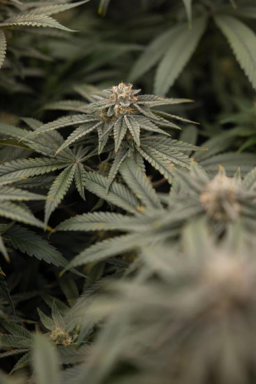 Nectar Drip #2 - Zamnesia x Tical x B&B. Week 11 - Nectar Drip #2 - Mainfolding - Almost Ready