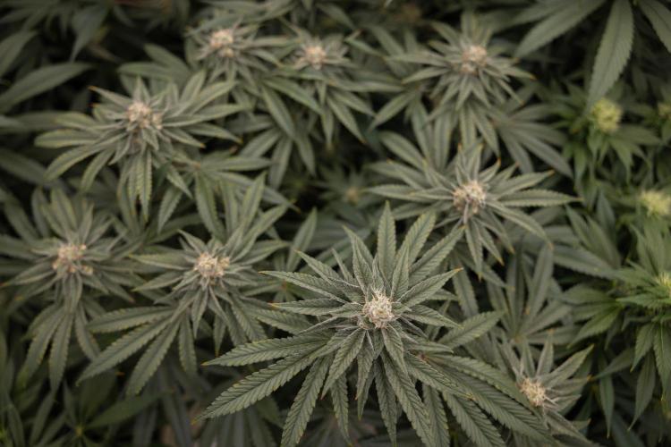 Nectar Drip #2 - Zamnesia x Tical x B&B. Week 11 - Nectar Drip #2 - Mainfolding - Almost Ready