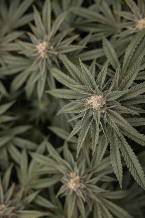 Nectar Drip #2 - Zamnesia x Tical x B&B. Week 11 - Nectar Drip #2 - Mainfolding - Almost Ready