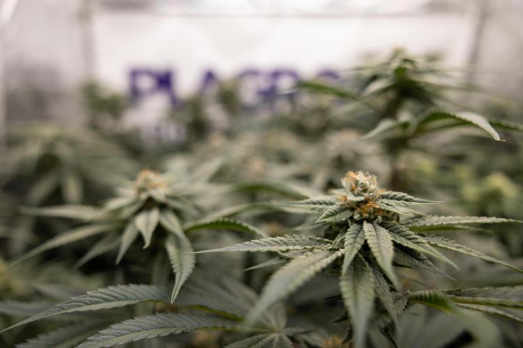 Nectar Drip #2 - Zamnesia x Tical x B&B. Week 11 - Zamnesia x Plagron - Crew