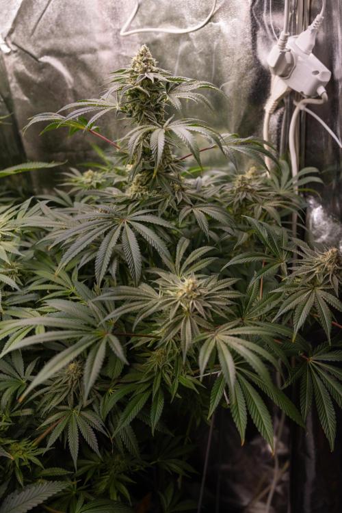 Nectar Drip #5 Clone - Zamnesia x B&B. Week 9 - Nectar Drip #5 - (Clone di #1) - No Techniques