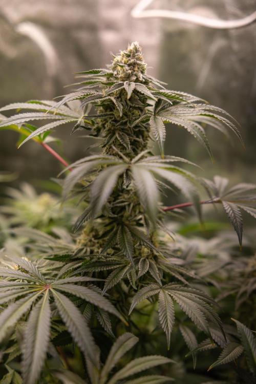 Nectar Drip #5 Clone - Zamnesia x B&B. Week 9 - Nectar Drip #5 - (Clone di #1) - No Techniques