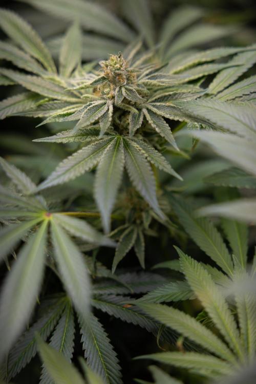 Nectar Drip #5 Clone - Zamnesia x B&B. Week 9 - Nectar Drip #5 - (Clone di #1) - No Techniques