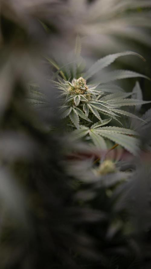 Nectar Drip #5 Clone - Zamnesia x B&B. Week 9 - Nectar Drip #5 - (Clone di #1) - No Techniques