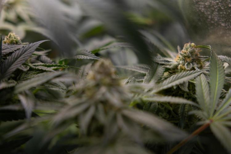 Nectar Drip #5 Clone - Zamnesia x B&B. Week 9 - Nectar Drip #5 - (Clone di #1) - No Techniques