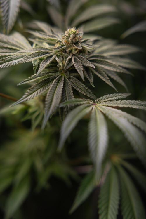 Nectar Drip #5 Clone - Zamnesia x B&B. Week 9 - Nectar Drip #5 - (Clone di #1) - No Techniques