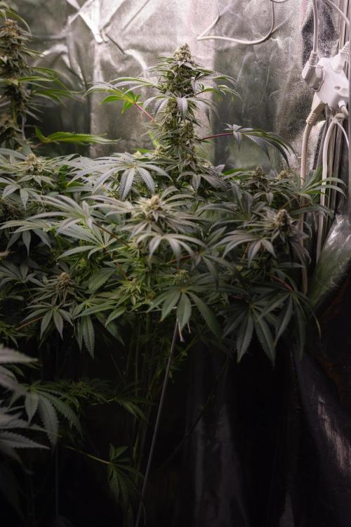 Nectar Drip #5 Clone - Zamnesia x B&B. Week 9 - Nectar Drip #5 - (Clone di #1) - No Techniques