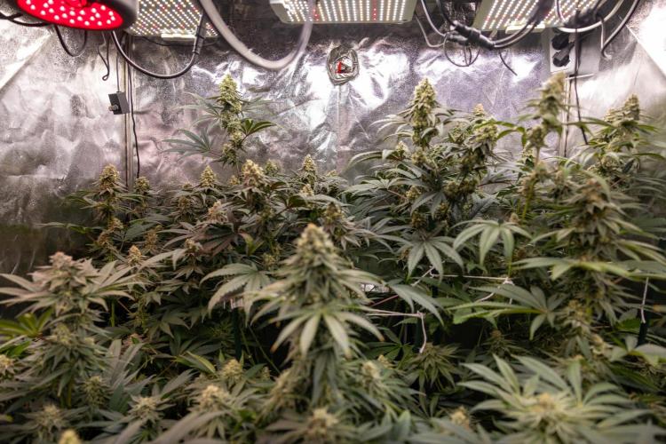 Nectar Drip #5 Clone - Zamnesia x B&B. Week 9 - Zamnesia x Plagron Crew