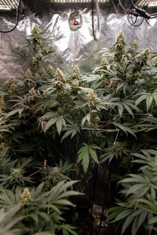 Tropicana Cookies #2 - Zamnesia x B&B. Week 11 - Tropicana Cookies  #2 - Topping / Mainfolding