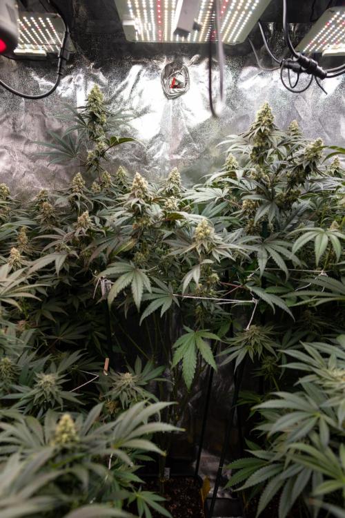 Tropicana Cookies #2 - Zamnesia x B&B. Week 11 - Tropicana Cookies  #2 - Topping / Mainfolding