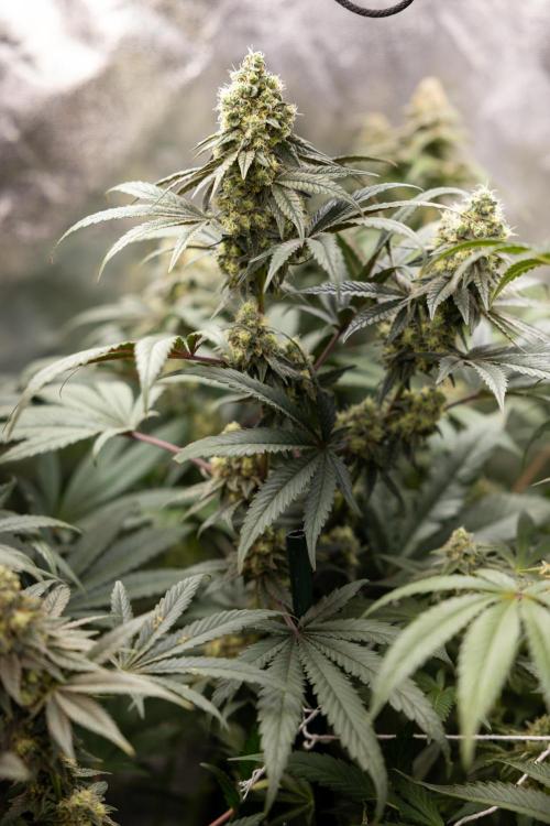 Tropicana Cookies #2 - Zamnesia x B&B. Week 11 - Tropicana Cookies  #2 - Topping / Mainfolding