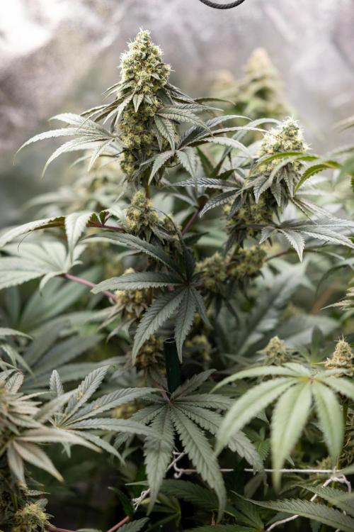 Tropicana Cookies #2 - Zamnesia x B&B. Week 11 - Tropicana Cookies  #2 - Topping / Mainfolding