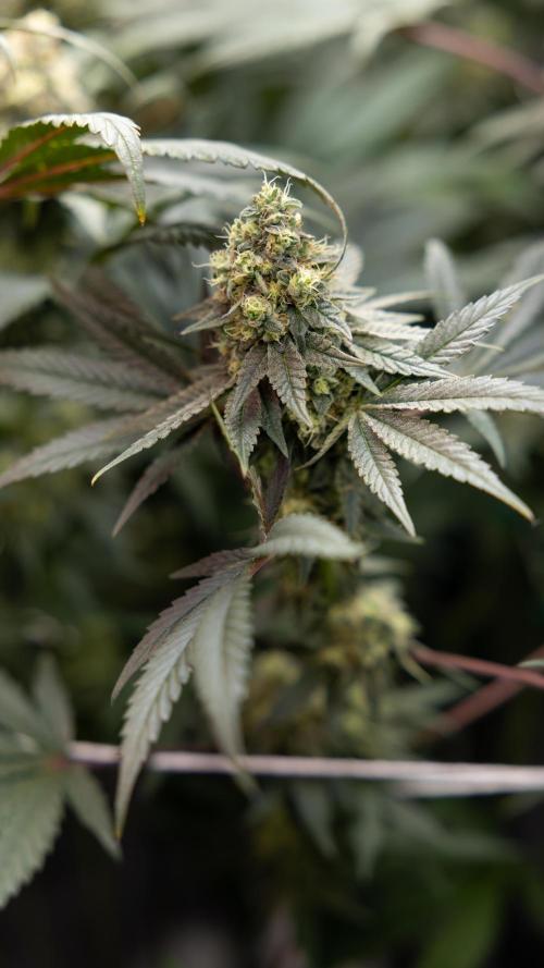 Tropicana Cookies #2 - Zamnesia x B&B. Week 11 - Tropicana Cookies  #2 - Topping / Mainfolding