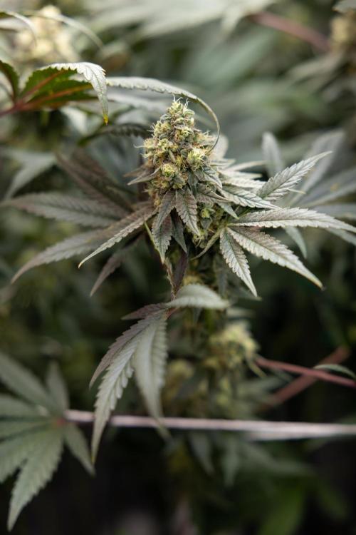 Tropicana Cookies #2 - Zamnesia x B&B. Week 11 - Tropicana Cookies  #2 - Topping / Mainfolding