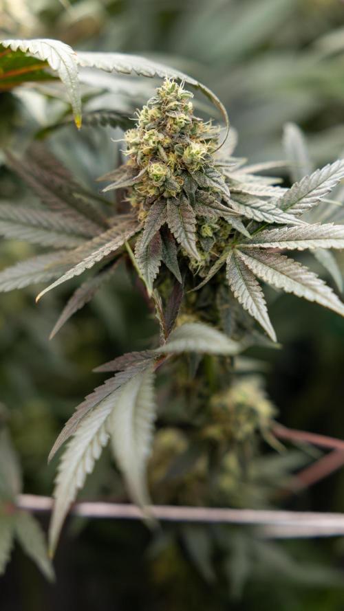 Tropicana Cookies #2 - Zamnesia x B&B. Week 11 - Tropicana Cookies  #2 - Topping / Mainfolding