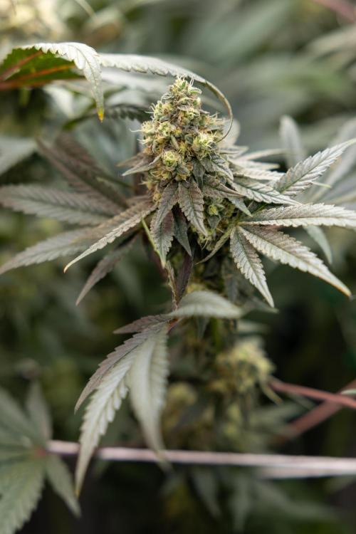 Tropicana Cookies #2 - Zamnesia x B&B. Week 11 - Tropicana Cookies  #2 - Topping / Mainfolding