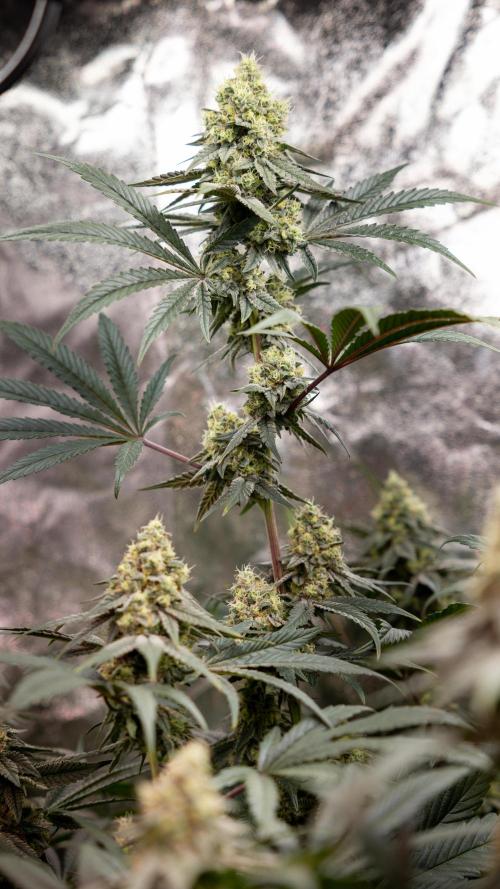 Tropicana Cookies #2 - Zamnesia x B&B. Week 11 - Tropicana Cookies  #2 - Topping / Mainfolding