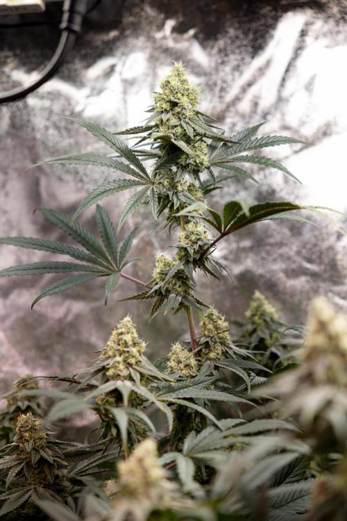 Tropicana Cookies #2 - Zamnesia x B&B. Week 11 - Tropicana Cookies  #2 - Topping / Mainfolding