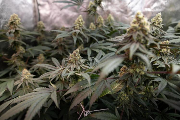 Tropicana Cookies #2 - Zamnesia x B&B. Week 11 - Tropicana Cookies  #2 - Topping / Mainfolding