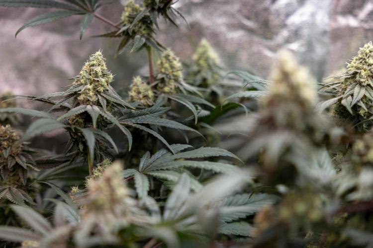 Tropicana Cookies #2 - Zamnesia x B&B. Week 11 - Tropicana Cookies  #2 - Topping / Mainfolding