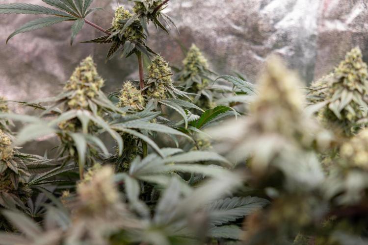 Tropicana Cookies #2 - Zamnesia x B&B. Week 11 - Tropicana Cookies  #2 - Topping / Mainfolding