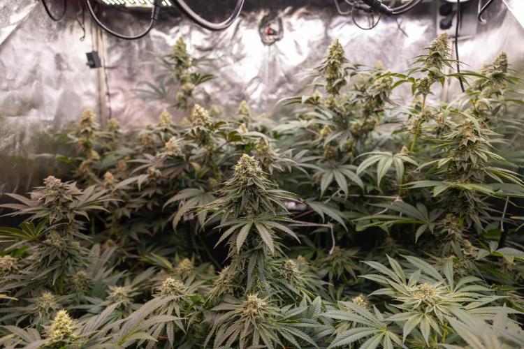 Tropicana Cookies #2 - Zamnesia x B&B. Week 11 - Zamnesia x Plagron Crew